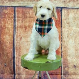 Goldendoodle and Sheepadoodle Puppies from The Farms Precious Doodles