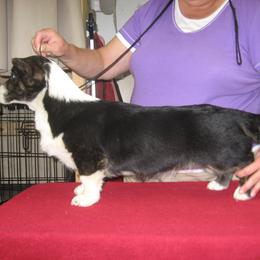 Cardigan Welsh Corgi Puppies from Woodrose Farm