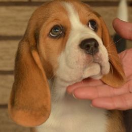 Beagle Puppies from Everwind Beagles
