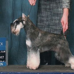 Jax - Miniature Schnauzer