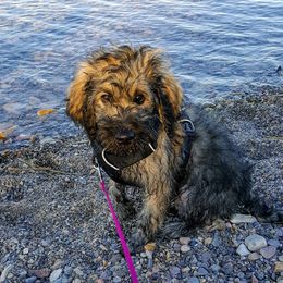 Goldendoodle Puppies from Bear Lake Bearded Retrievers