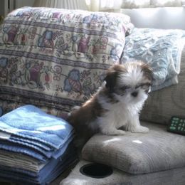 Shih Tzu Puppies from Sabar Shih-tzu