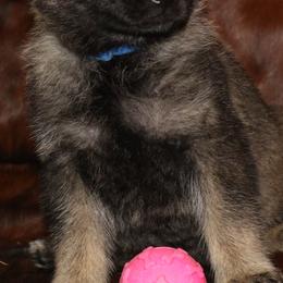 German Shepherd Puppies from Aus der Asche