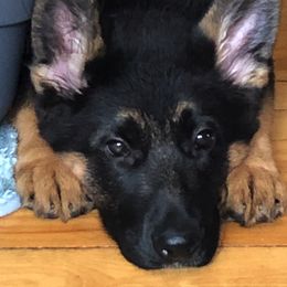 German Shepherd Puppies from Select Shepherds