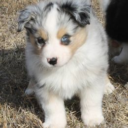 Miniature American Shepherd Puppies from Brunskills Mini Americans
