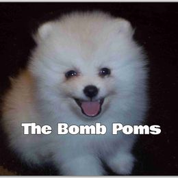 Pomeranian Puppies from The Bomb Poms