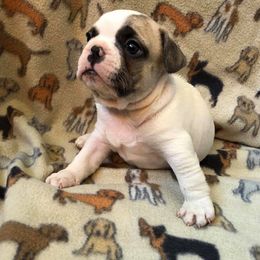 English Bulldog and French Bulldog Puppies from BB's Bulldogs
