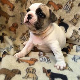 English Bulldog and French Bulldog Puppies from BB's Bulldogs