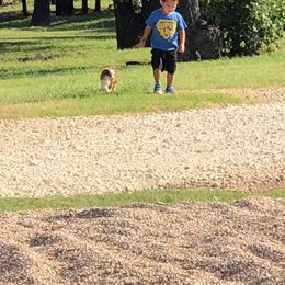 Toy Australian Shepherd Puppies from Double M Toy and Mini Aussies