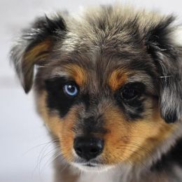 Toy Australian Shepherd Puppies from Double M Toy and Mini Aussies