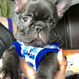 French Bulldog Puppies from Bouledogue Royal