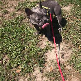 Boston Terrier and French Bulldog All Grown Up from Eclipse Bulldogs