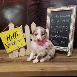 Shichon and Aussiedoodle Puppies from PTK Ranch