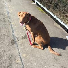 Chesapeake Bay Retriever All Grown Up from Sleepy Hollow Chesapeakes
