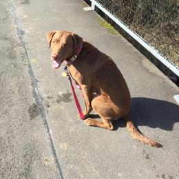 Chesapeake Bay Retriever All Grown Up from Sleepy Hollow Chesapeakes