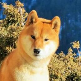 Shiba Inu adult dog