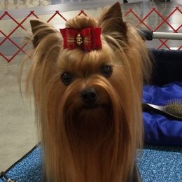 Yorkshire Terrier All Grown Up from Lakenheath Yorkies