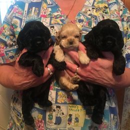Cocker Spaniel Puppies from Ashwood Cockers