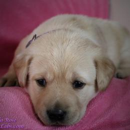 Labrador Retriever Puppies from GocheeLabs