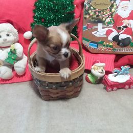 Chihuahua Puppies from SUWYN
