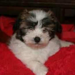 Havanese Puppies from Bedlem Havanese