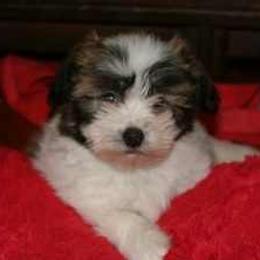Havanese Puppies from Bedlem Havanese