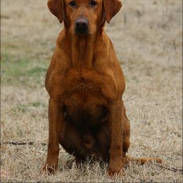 Tomahawk  - Labrador Retriever