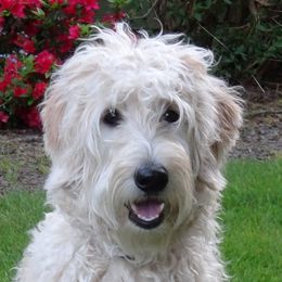 Gracie - Australian Labradoodle