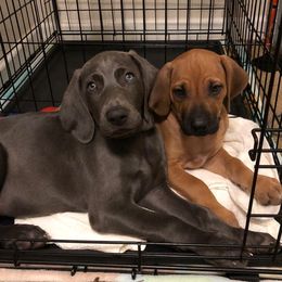 Rhodesian Ridgeback and Weimaraner Puppies from PC Farms