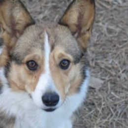 Bling - Pembroke Welsh Corgi