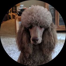 Quinn - Poodle