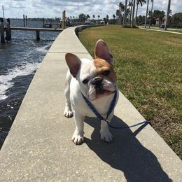 Legendary French Bulldogs & Pomeranians (Soleil) breeder of French Bulldog