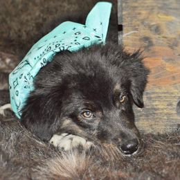 Australian Shepherd Puppies from KC’s Aussies