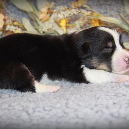 French Bulldog and Pembroke Welsh Corgi Puppies from Laurel Canyon Kennels