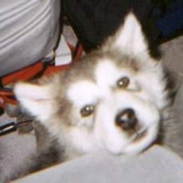 Alaskan Malamute Puppies from Kaylatee Alaskan Malamutes