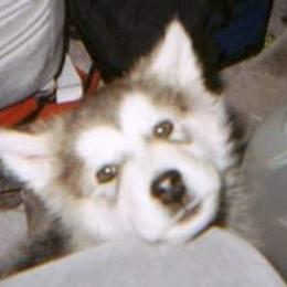 Alaskan Malamute Puppies from Kaylatee Alaskan Malamutes