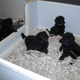 Poodle Puppies from Azel Standard Poodles