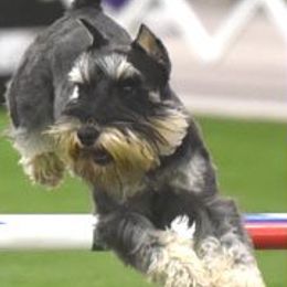 Shatzi - Miniature Schnauzer