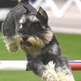 Shatzi - Miniature Schnauzer
