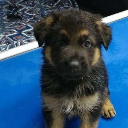 German Shepherd Puppies from Shield Kennels LLC