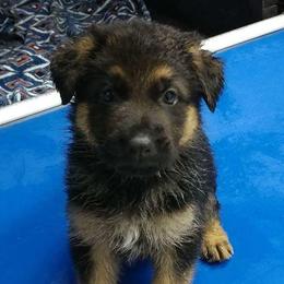 German Shepherd Puppies from Shield Kennels LLC