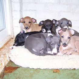 Italian Greyhound Puppies from Parris Italian Greyhounds