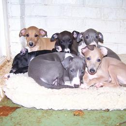 Italian Greyhound Puppies from Parris Italian Greyhounds