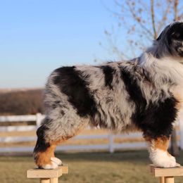 Miniature American Shepherd Puppies from Cadallie Miniature American Shepherds