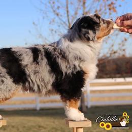 Miniature American Shepherd Puppies from Cadallie Miniature American Shepherds