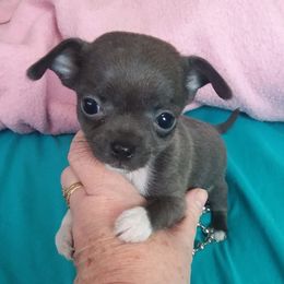 Chihuahua Puppies from SUWYN
