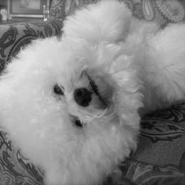 Bichon Frise All Grown Up from Legend Bichons
