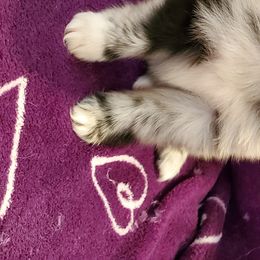 Pomeranian Puppies from Pampered Pomeranians