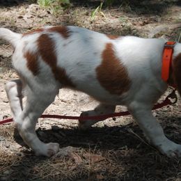 Brittany Puppies from Otter Creek Brittanys