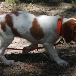Brittany Puppies from Otter Creek Brittanys